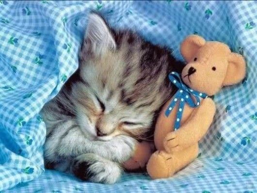 Создать мем: спящий котенок, сладких снов котик, открытки спокойной ночи с котятами красивые
