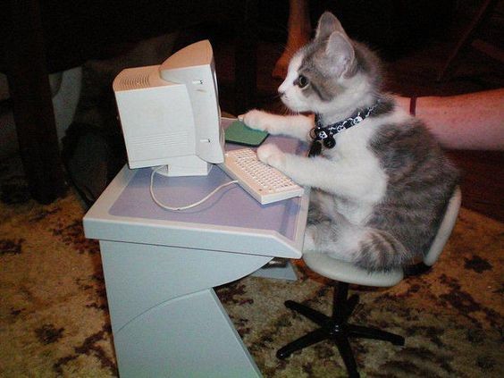 Create meme: animals funny, cat computer, a kitten at the computer