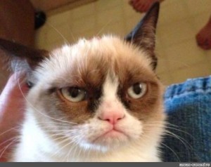 Создать мем: grumpy cat, кот мем грустный, унылый кот