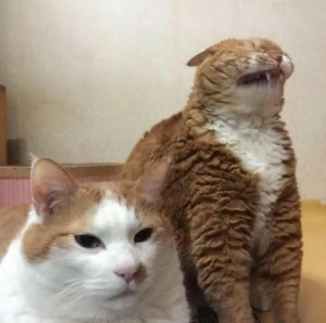 Создать мем: самые смешные кошки, мемы с котами, кошка с волосами мем