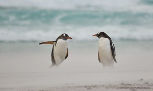 Create meme: gorgeous penguin, penguin, penguin
