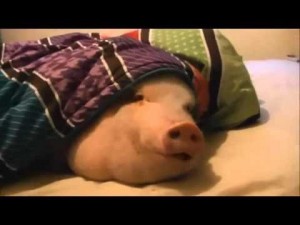 Create meme: lazy pig, photo pig under a blanket, the pig is sleeping under a blanket