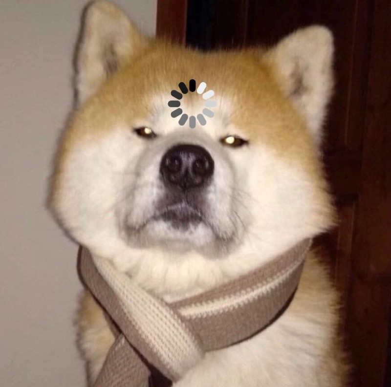 Create meme: Akita dog, Akita, akita inu dog