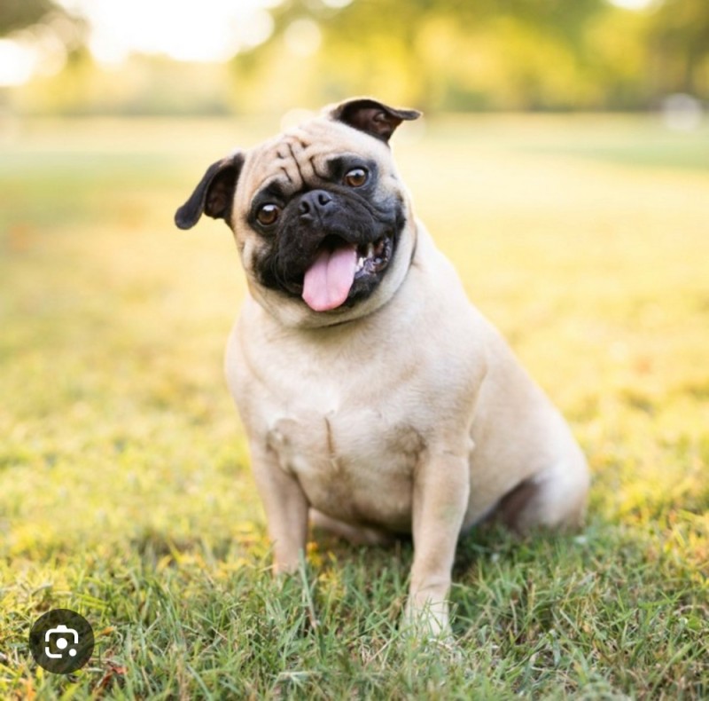 Create meme: pug , beautiful pug, French pug