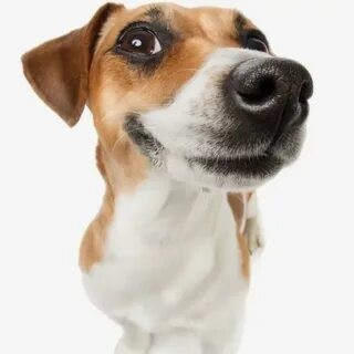 Create meme: dog Jack Russell, jack russell terrier dog meme, jack russell breed