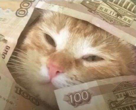 Create meme: cat money, cash cat, cat 