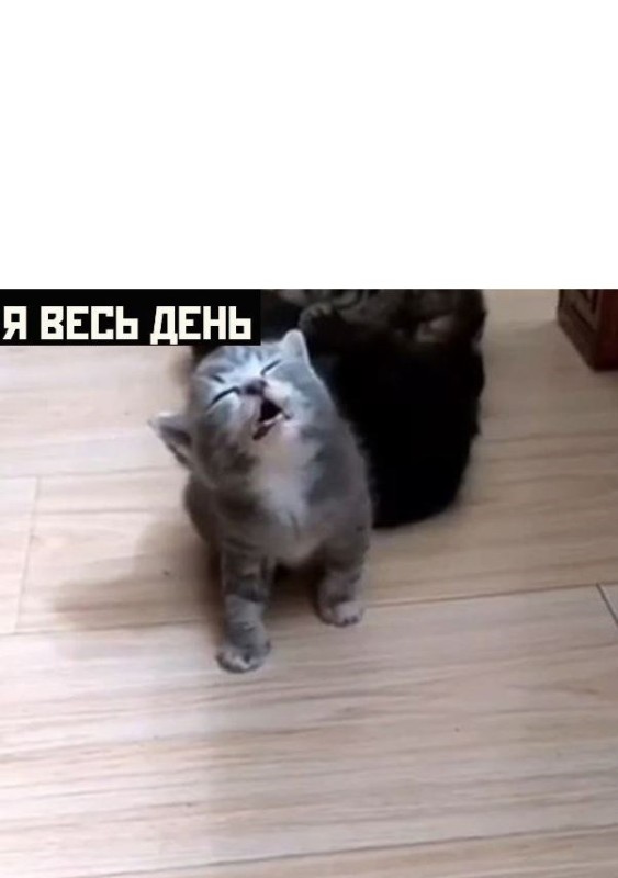 Create meme: cute cats , cat , cats are funny