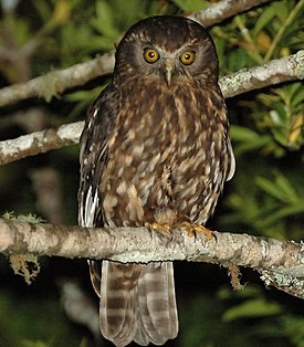 Create meme: uglanova owl, cuckoo needle - footed owl, needle - legged owl red book