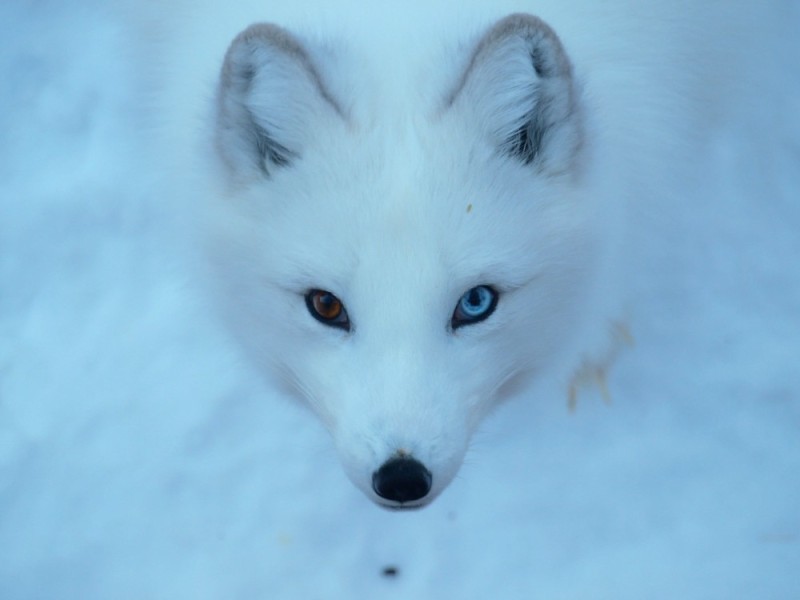 Создать мем: arctic fox, белая лиса, white fox