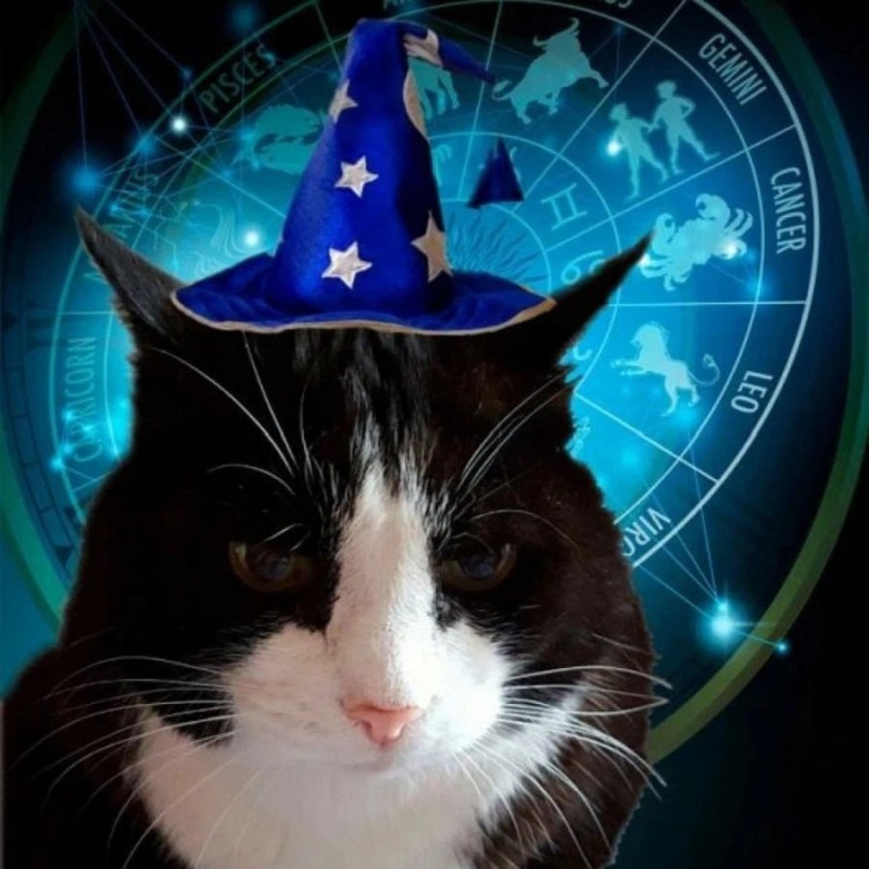 Create meme: cat astrologer, The cat and astrology, cat 
