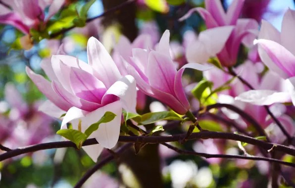 Create meme: magnolia flower, Magnolia, Wilson's magnolia