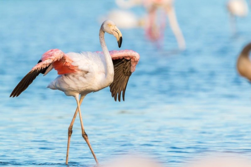 Создать мем: крымский фламинго, обыкновенный фламинго, фламинго