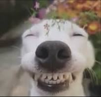 Создать мем: страшная улыбающаяся собака, собака смешная, улыбчивая собака