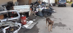 Create meme: dog trash, garbage, dead dog