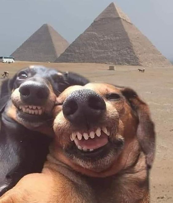 Create meme: dog selfie, Two dogs are laughing, funny dogs