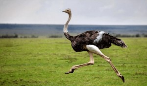 Create meme: it does not happen, ostrich, bird ostrich