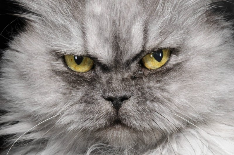 Create meme: angry kitty, very angry cat, angry cat 