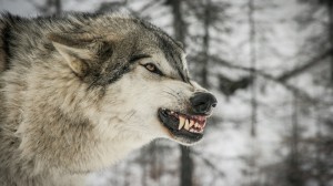 Создать мем: волк злой, волчий оскал, серый волк