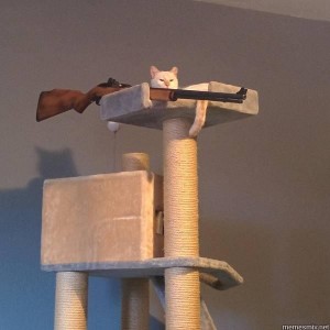 Create meme: cat with a gun, house cat scratching post