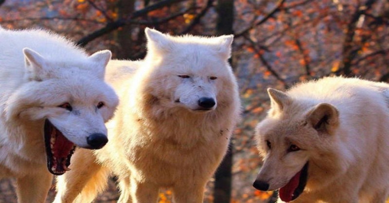 Создать мем: два волка смеются, смеющиеся волки, wolf