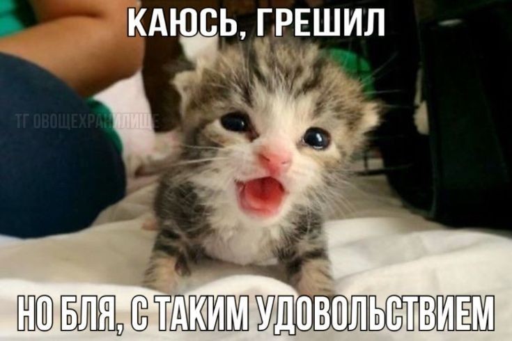 Создать мем: cute cat, милые котики смешные, котики