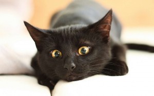 Create meme: CICA, kitties, black cat