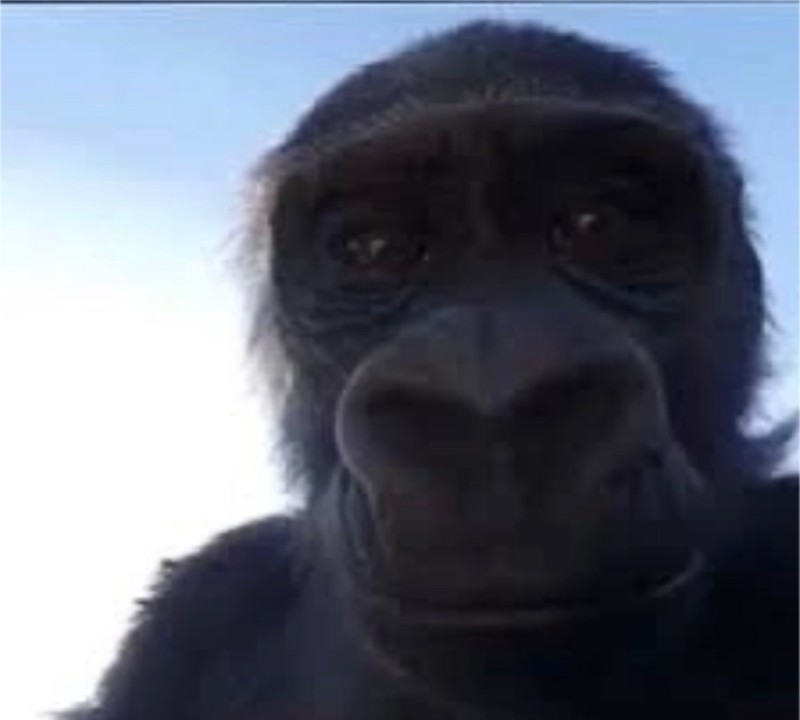 Создать мем: обезьяна улыбается мем, пон обезьяна мем, обезьяна обезьяна