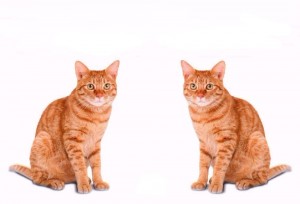 Создать мем: кот рыжий, кошка и кот, кошка
