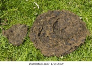 Create meme: cow dung