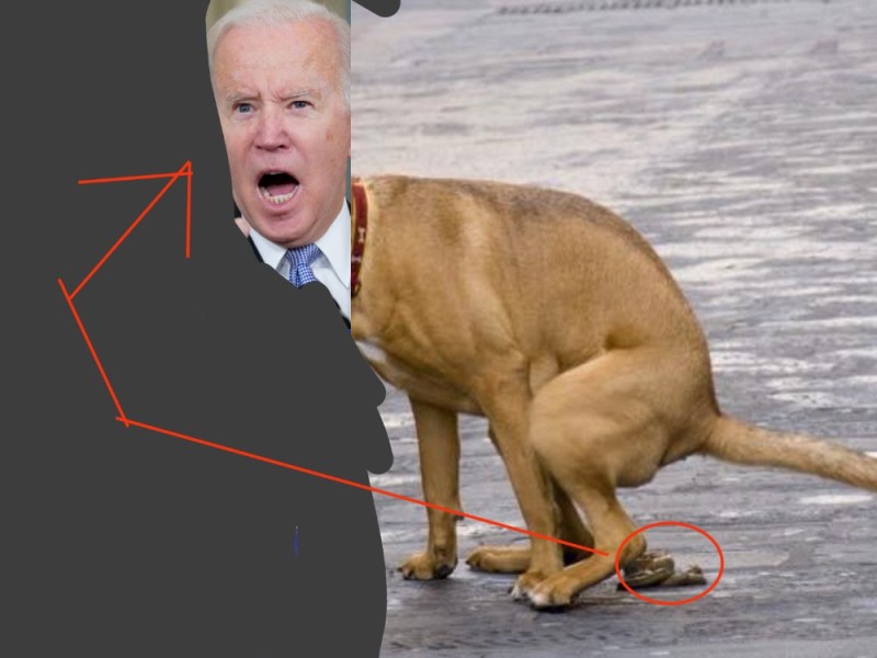 Create meme: dog , the dog pooped