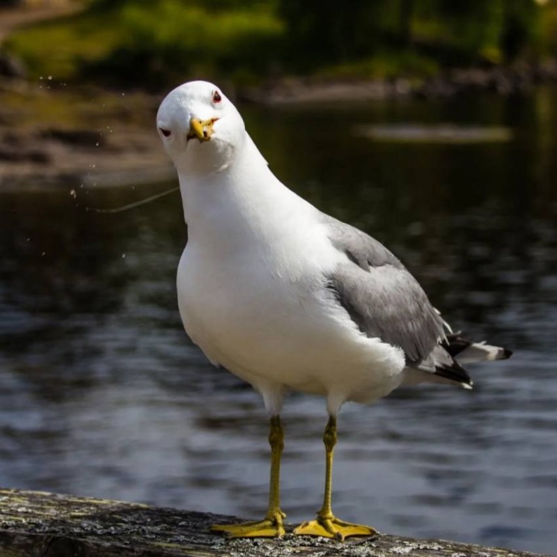 Создать мем: чайка белая, птица чайка, белые чайки