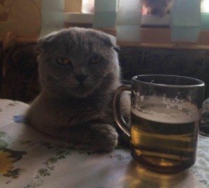 Create meme: beer, meme cat, Cat with beer