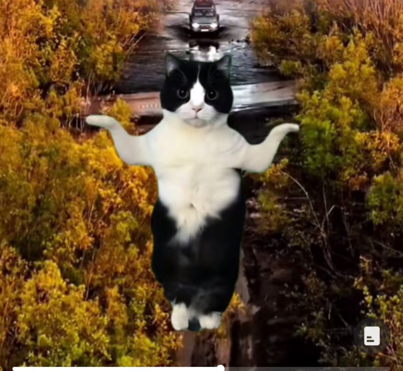 Create meme: cat , jumping cat, cat