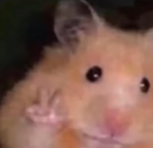 Create meme: hamster, hamster, funny hamsters