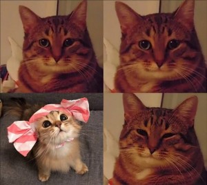 Create meme: memes with cats, meme cat, meme cat