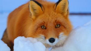 Create meme: rabies, a cunning face, sly Fox