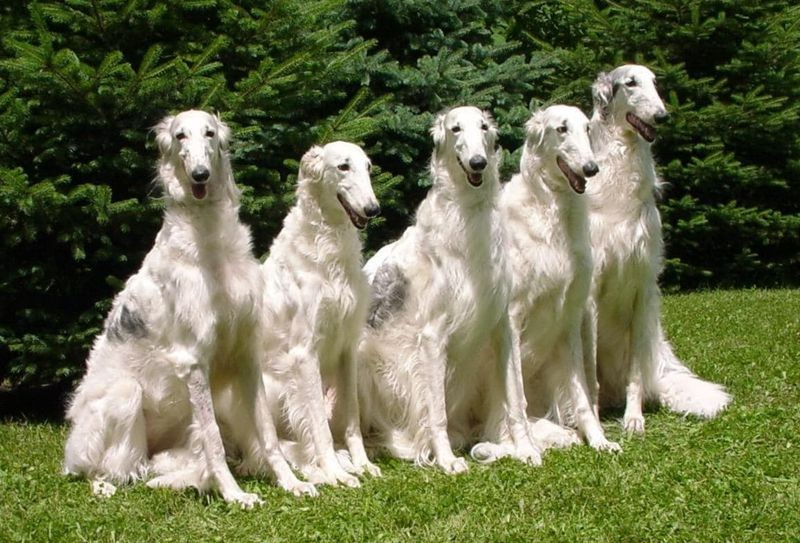 Create meme: breed Russian greyhound, russian canine greyhound, greyhound dog breed