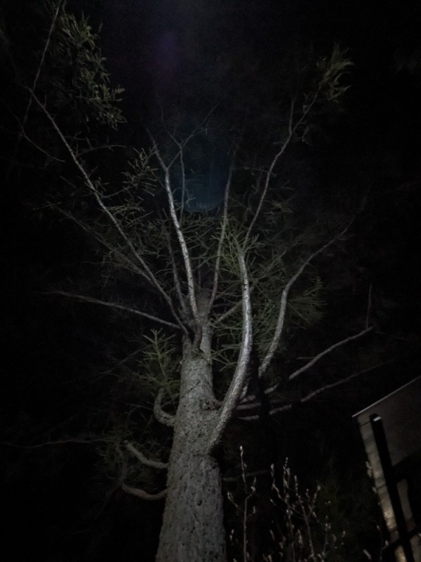 Create meme: creepy tree, Among the trees at night, creepy forest