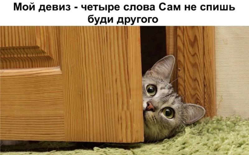 Create meme: the cat is behind the door, cat , cat Peeps 
