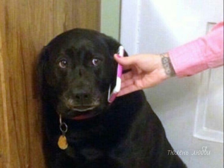 Create meme: labrador retriever, a dog with a mobile phone, Labrador dog