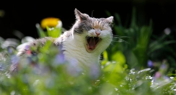 Создать мем: кошка ест траву, зевающий кот, кот в цветах
