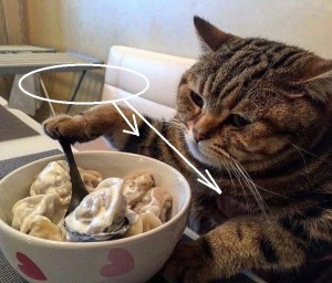 Create meme: cat, cat dumpling