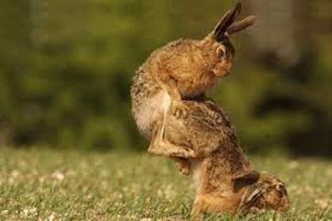 Create meme: animals Bunny, hare, hare hare
