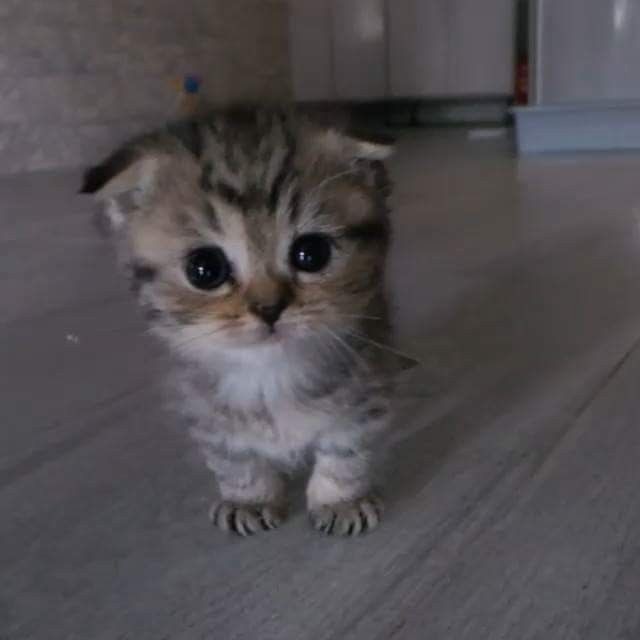 Create meme: cute kittens, the cutest cats, cute cats