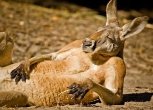 Создать мем: Отдыхающий кенгуру
