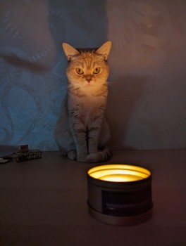 Создать мем: кошка со свечкой, кот с лампой, котик