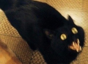 Создать мем: мемы с черным котом, котик черный, черный кот ест