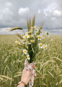 Create meme: daisies bouquet, wheat field, nature