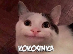 Создать мем: кота жмыхнуло, кошка, polite cat