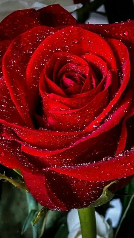 Создать мем: очень красивая роза, шикарные красные розы, красные розы